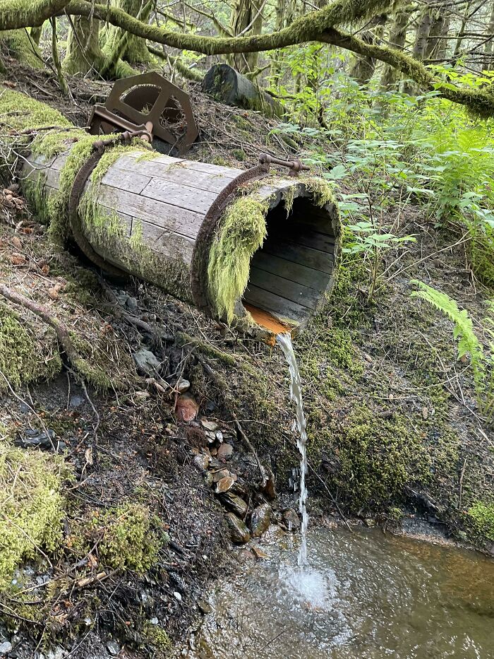 I Love The Cool Stuff You Find In The Woods