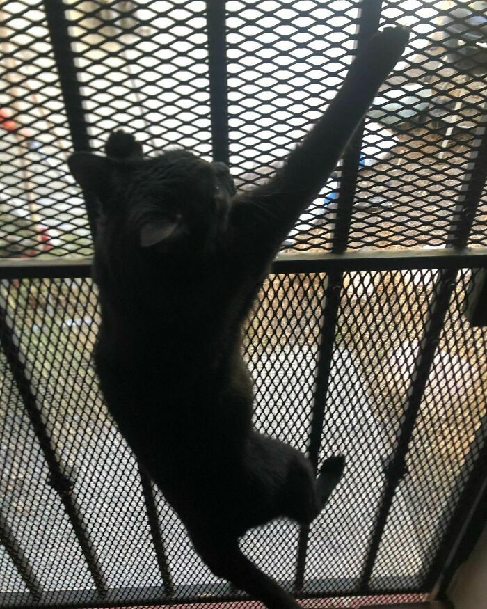 Intrepid Climber Not Stuck At All