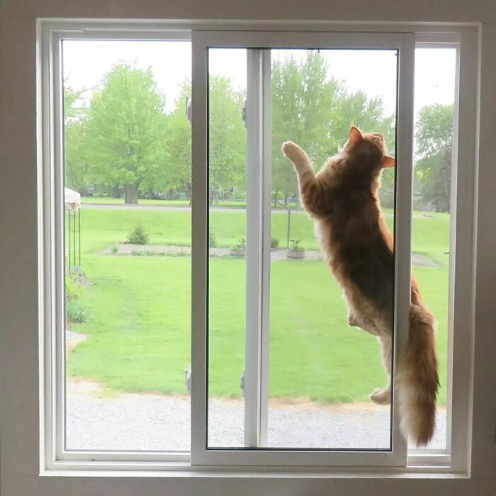 I Can Explain. There Was This Fly. I Am Compelled