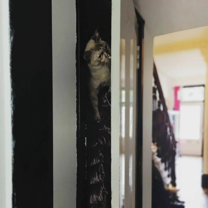 When You Can't Find The Youngest Cat, Then There's A Suspicious Rustle From The Cupboard Under The Stairs And You Look Up...