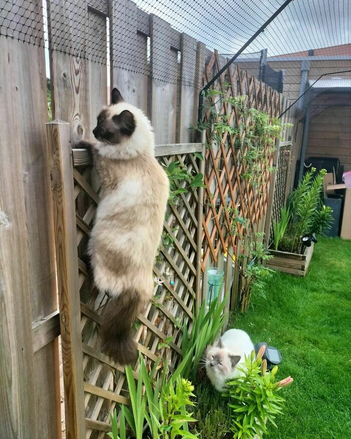 Unfortunately, Our Climbing Champion Can No Longer Go Over The Fence For Her. She Disagrees