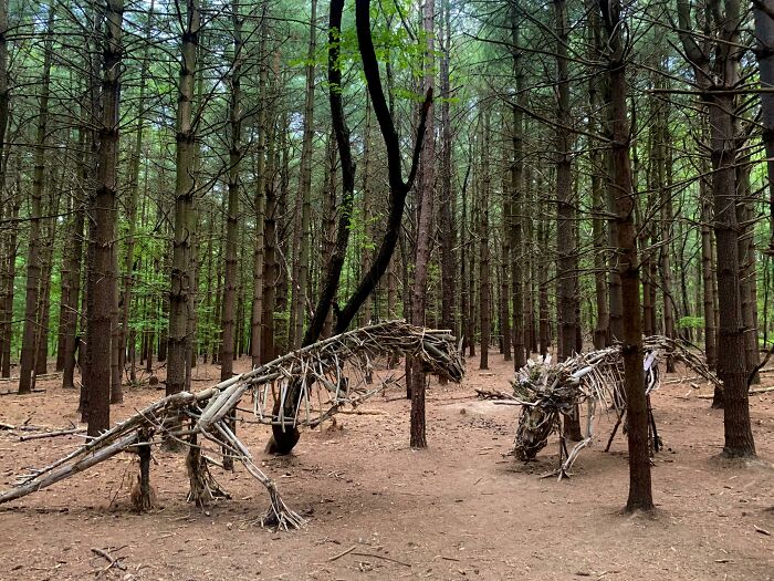 Came Across Some Dinosaurs In The Woods