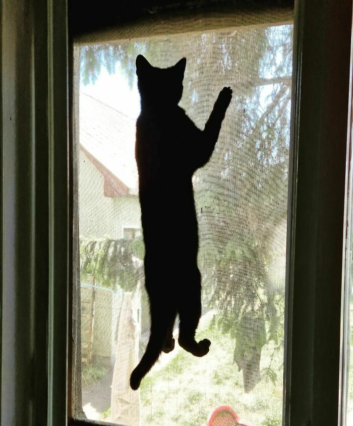 She Saw A Bird On The Tree. Wanting To Go Outside So Much