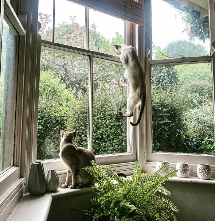 "Sis, Just Gonna Check, See If I Can See More From Up Here"