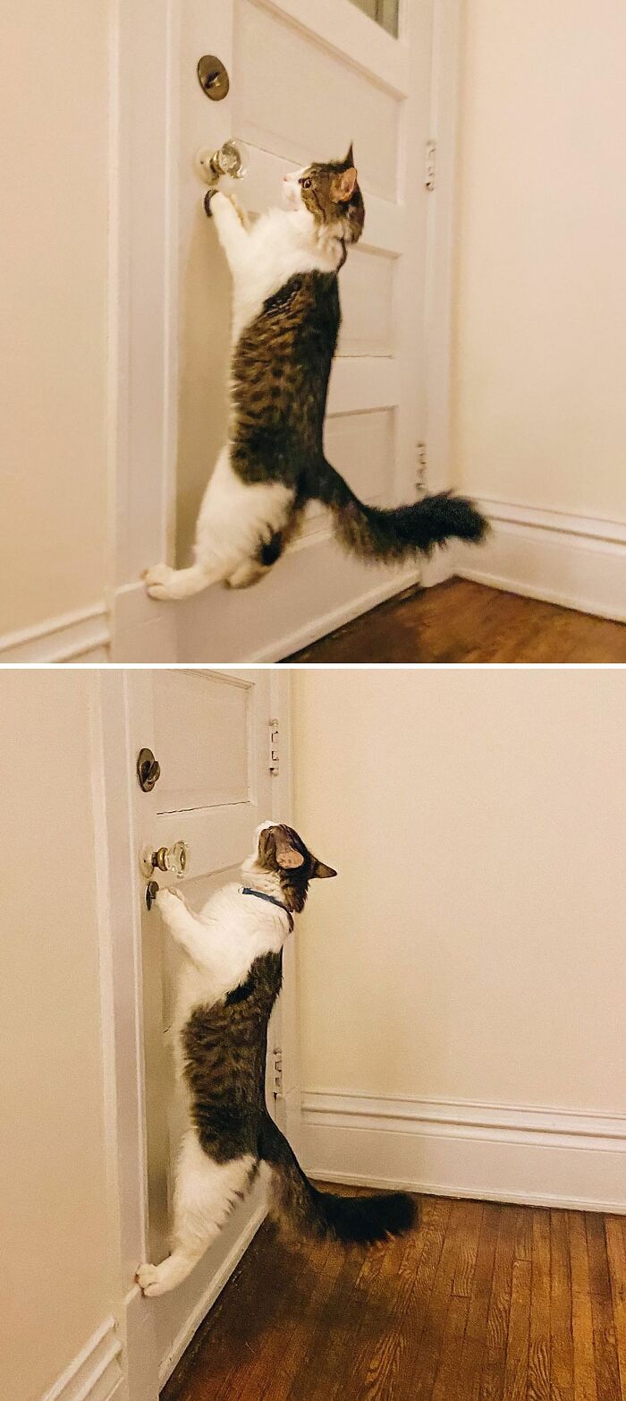 Can You Please Let Me Outside