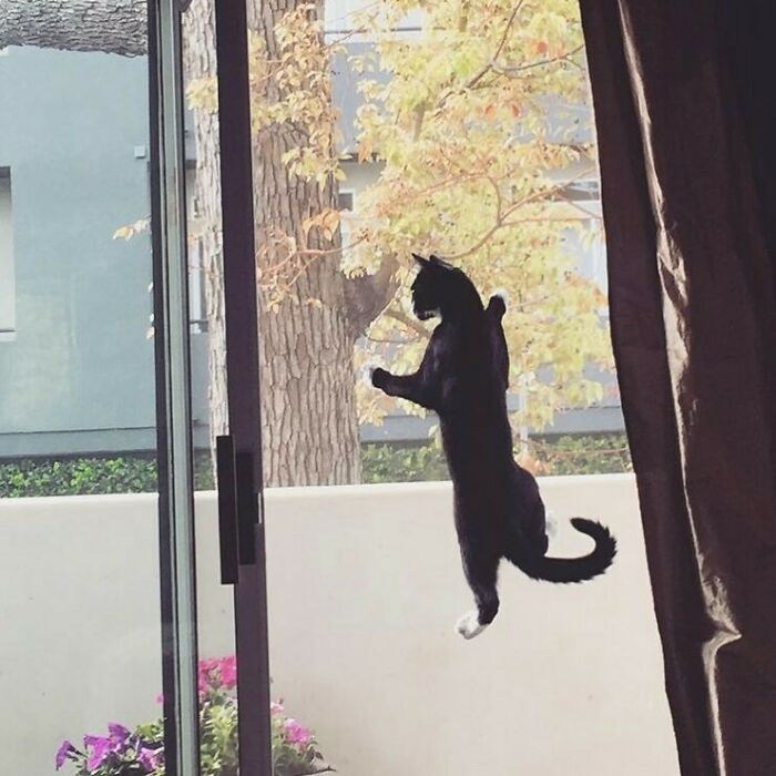 Climbing Cat