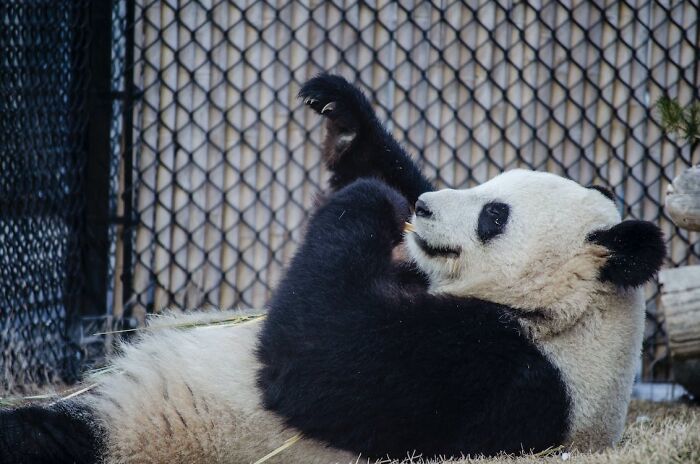 Panda laying on the back and eating a branch 