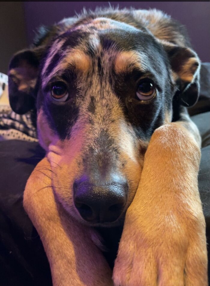 Meet Kweenie, My Catahoula Leopard Dog