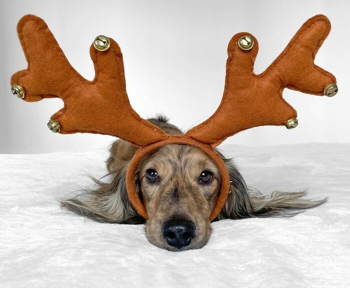 What Do You Call A Deer With No Eyes?