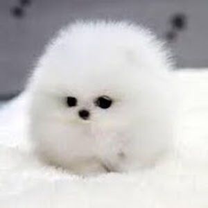 alicesabo-webb avatar