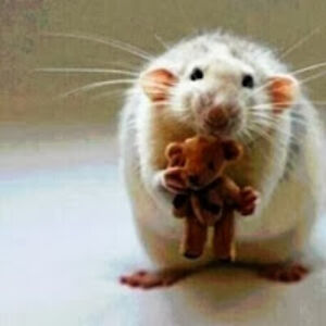 patriciaschumaker avatar