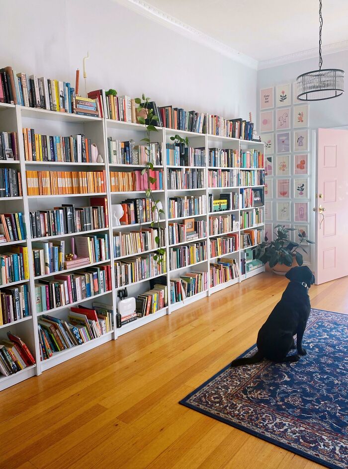 One Wall Of My Study Ft. My Pup