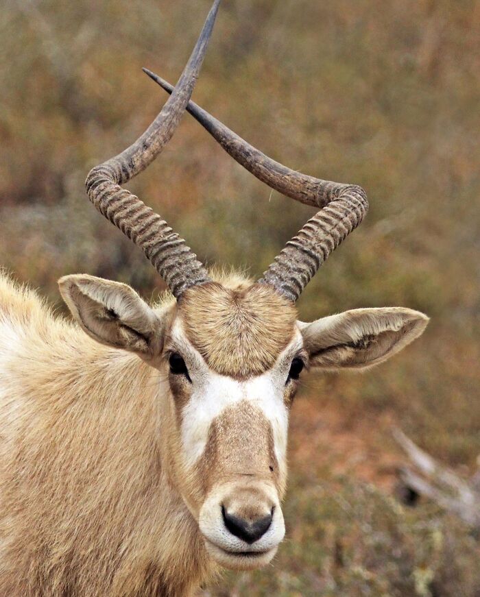 Picture of Addax 