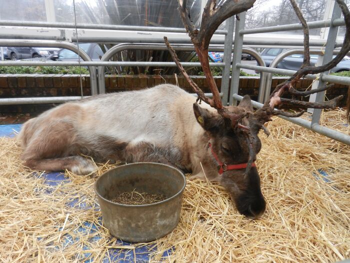 Stay In Norway With A Sami Reindeer Herder