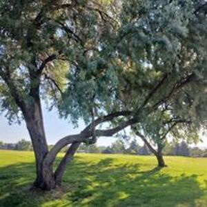 carrie_sullivan avatar