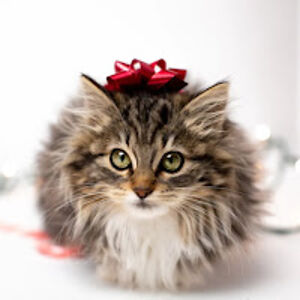 karvakasakissakaveri avatar