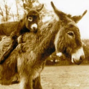 elizabethburton_1 avatar