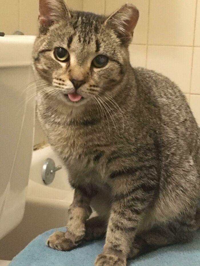 Acabo de adoptar a este pequeño, tiene heridas de guerra de su tiempo en las calles de Brooklyn