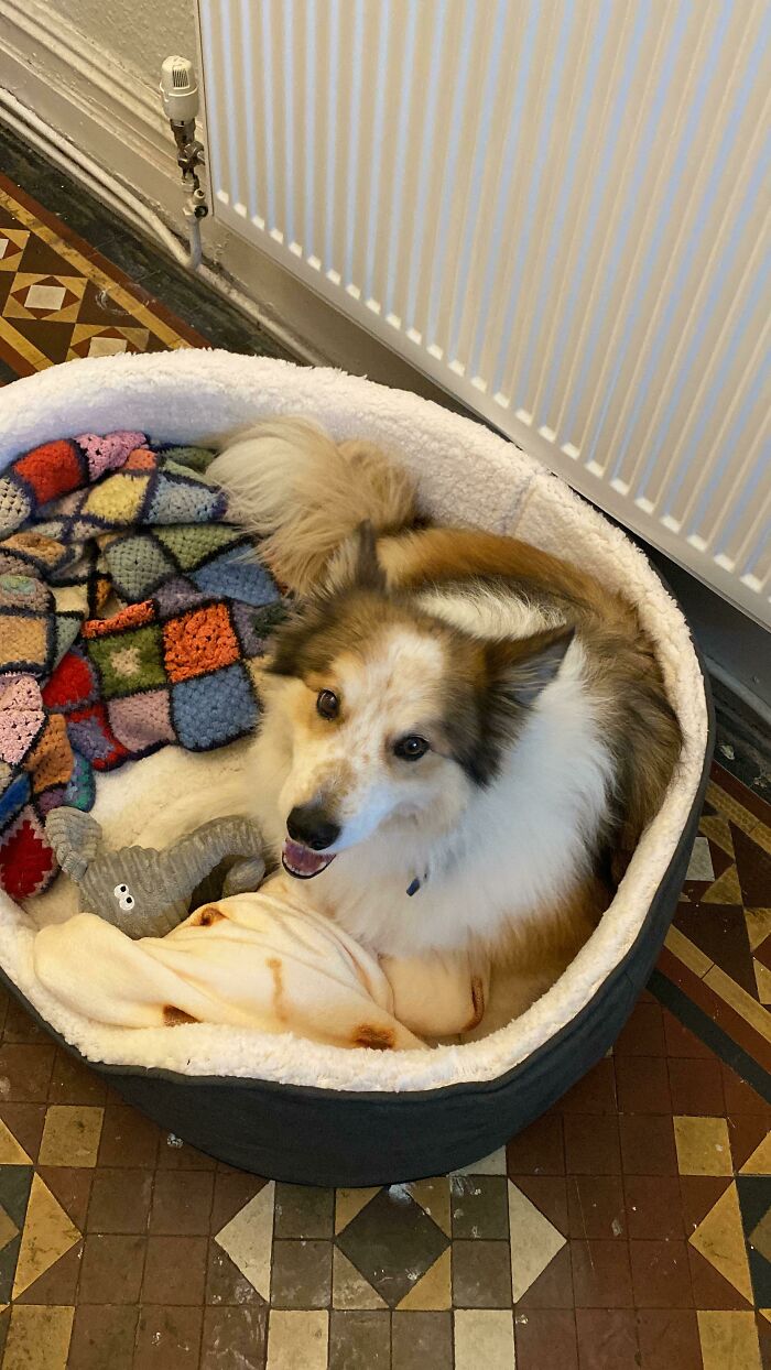 ¡Hoy adoptamos a este caballero mayor, Rigsy! Tiene 10 años, cruce de Collie con Spitz