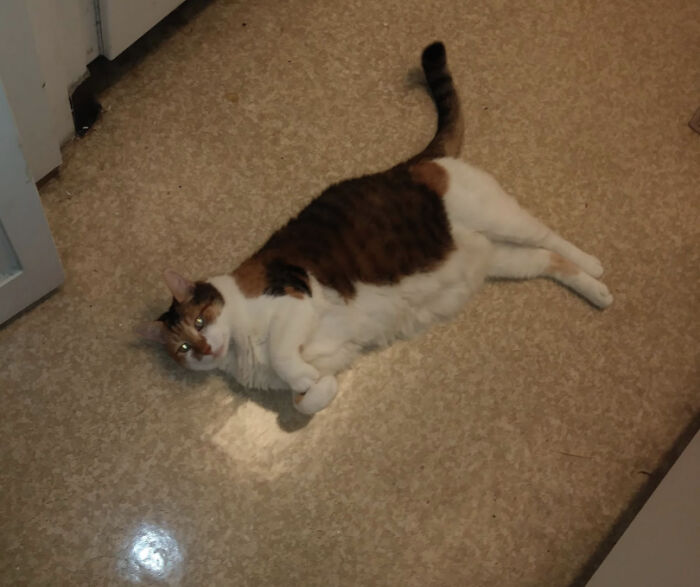 Bunny (12ish) Was Afraid For The First Four Hours After Her Adoption. She Came Out Screaming When She Heard The Fridge Close, Threw Herself Down, And Hasn't Been Quiet Or Left Me Alone Since