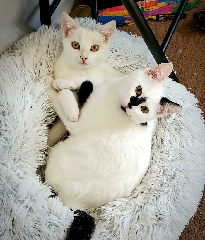 My Adopted Daughters Gamora And Nebula Actually Love Each Other A Great Deal