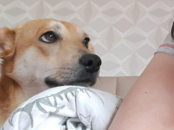 Estaba haciendo un video con mi perro recién adoptado para enseñárselo a mis amigos y vi esta cara