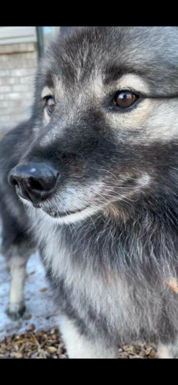 Just Adopted A New Dog