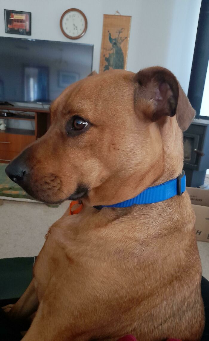 Esta es la reacción de Pod cuando le dijeron que realmente era ¡¡¡adoptado!!!