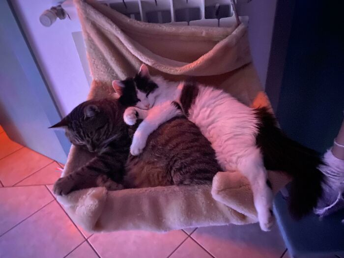 Mis criaturitas adoptadas 