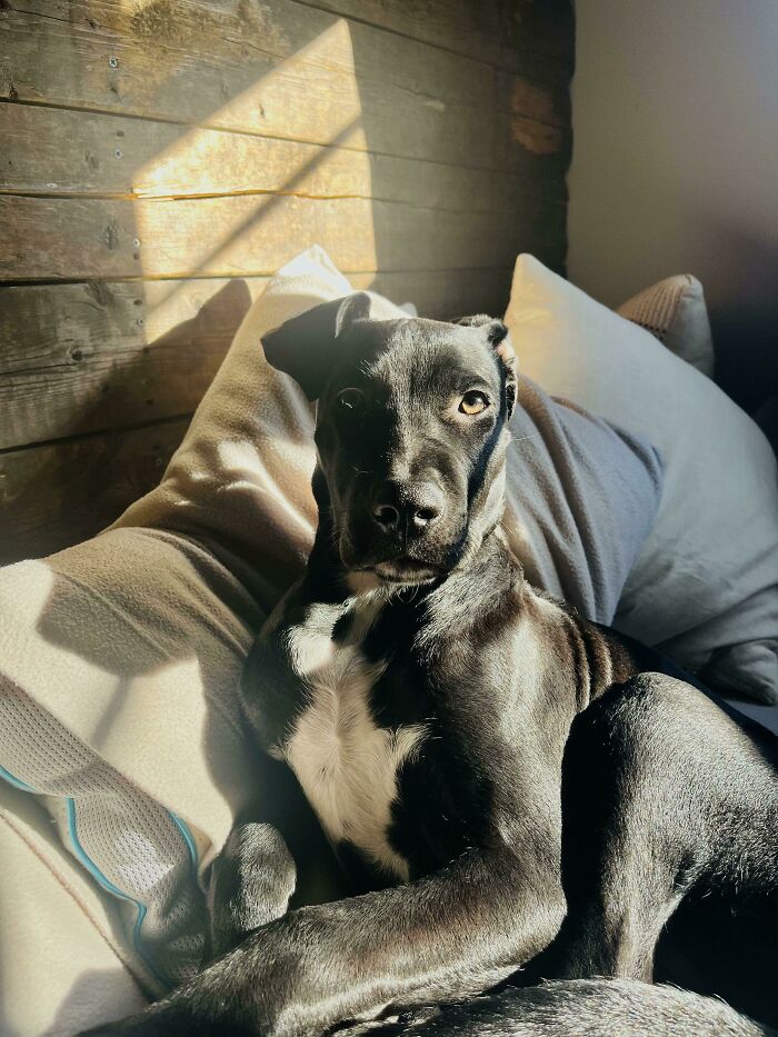 ¡Os presento a Kylo, mi recién adoptado cruce de Pitbull!