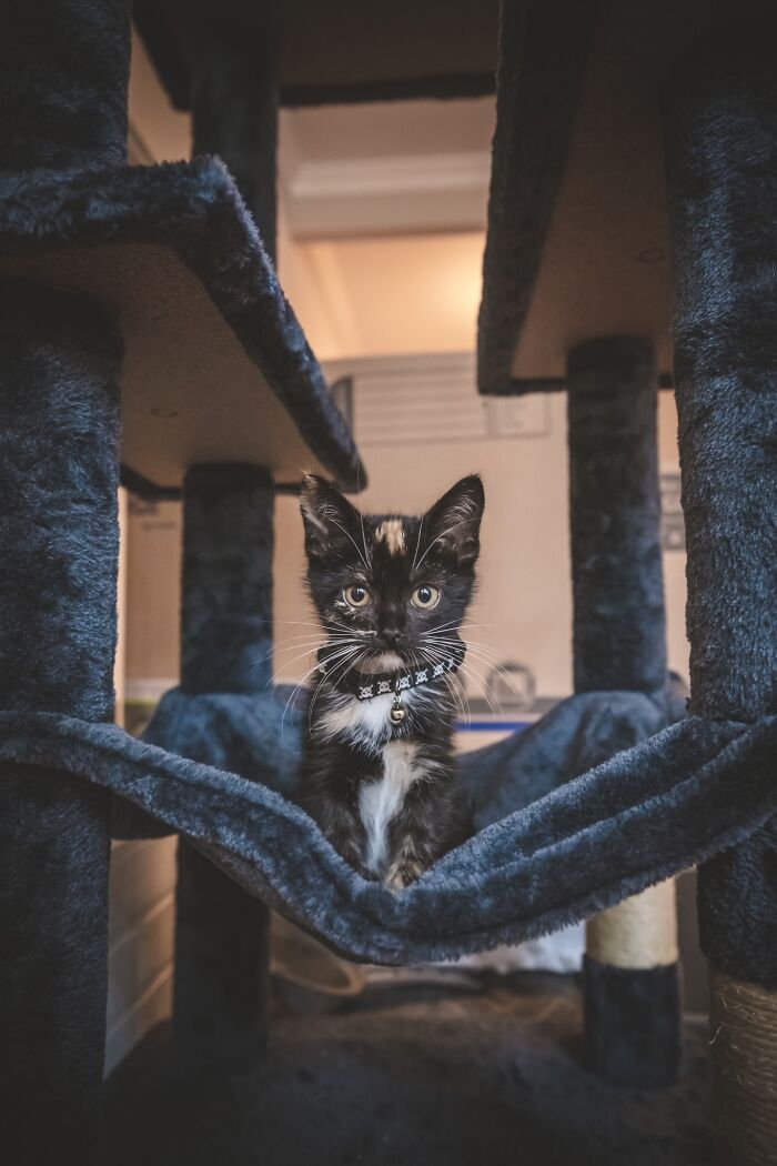 La encontré detrás de un cubo de basura. Os presento a Coco, mi increíble gatito rescatado