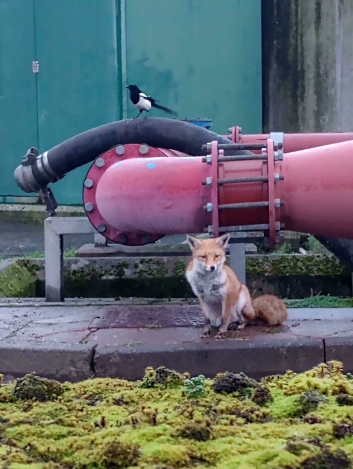 I Was On My Own For Christmas, But These Guys Kept Me Company