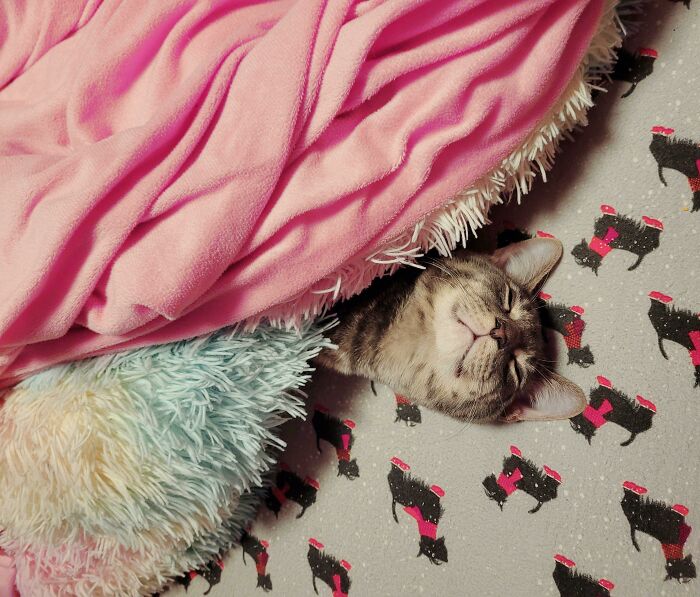 Creo que nuestro gatito rescatado se está adaptando bien a los niños