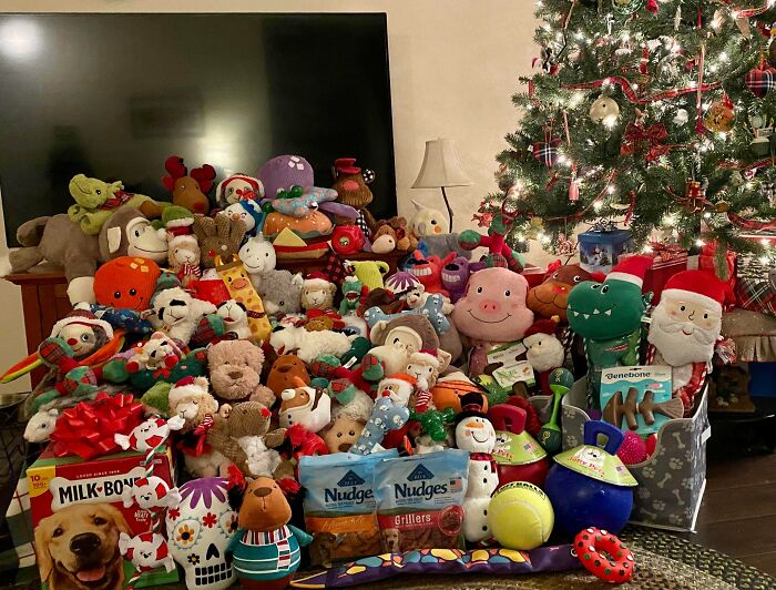 Adopted 3 Dogs From The Shelter This Year, Decided To Give Them The Best Christmas I Possibly Could