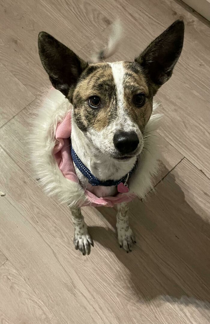 Nuestro rescate rumano, su nombre es Bellerophon pero la llamamos Bella para abreviar. Ella es aproximadamente 50% orejas