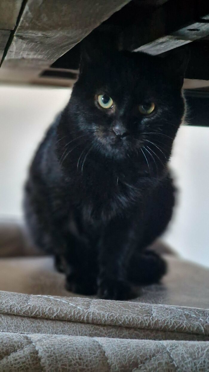 El fin de semana rescatamos a un gato callejero de 5 meses. Os presentó a Bruno. Todavía está nervioso y se esconde de nosotros, pero está mejorando