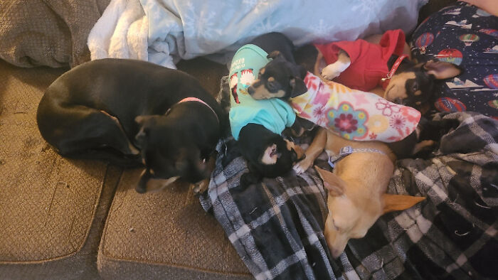 Three Rescued 2 Pound Foster Pups