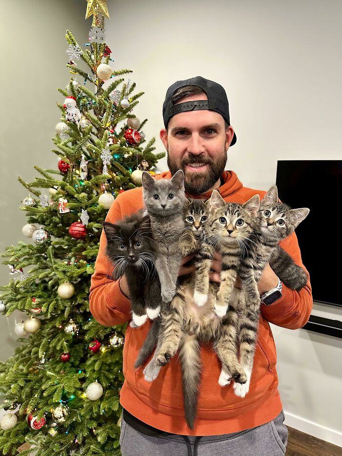 ¡Felices fiestas de parte de nuestros gatitos de acogida!