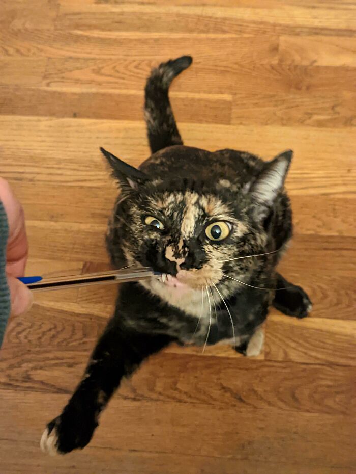 Adoptamos tres gatos: Uno es tranquilo y amistoso, otro es tímido, y luego está éste