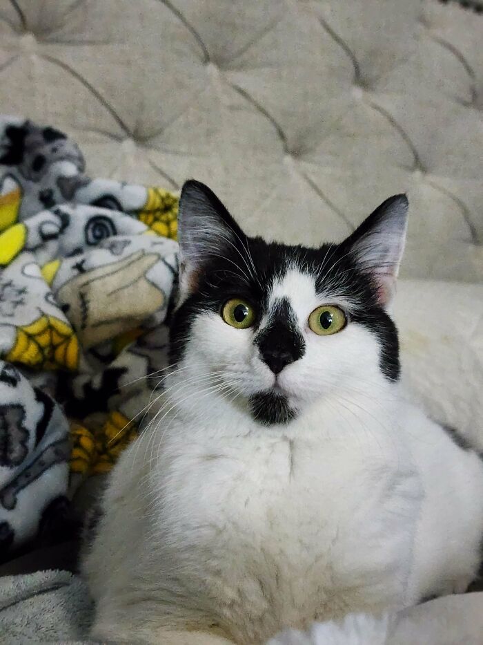 Acabo de adoptarla del refugio para honrar a los que perdí este año. Estaba en la lista de los que no lo conseguirían...