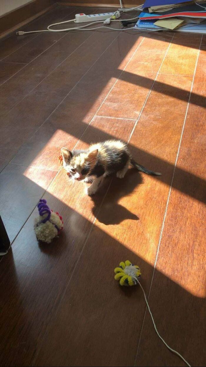 I Adopted A Rescued Kitten She’s 200 Grams And A Month And A Half Old. I’m Scared She’s Underweight Though. She’s The Size Of My Hand