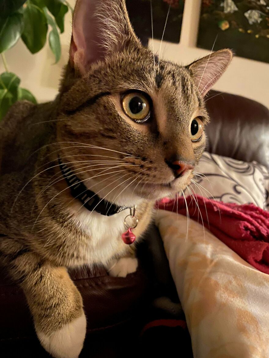 Adopted A Cat For The First Time. Meet Simon Adopted A Cat For The First Time. Meet Simon