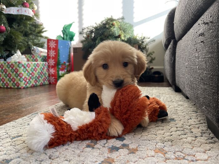 A Coworkers Relative Got This Pup Without Consulting The Wife And Couldn’t Keep It So I Swooped In To Take Him In. First Family Dog And My Wife And Daughter Are Ecstatic. Christmas Hero