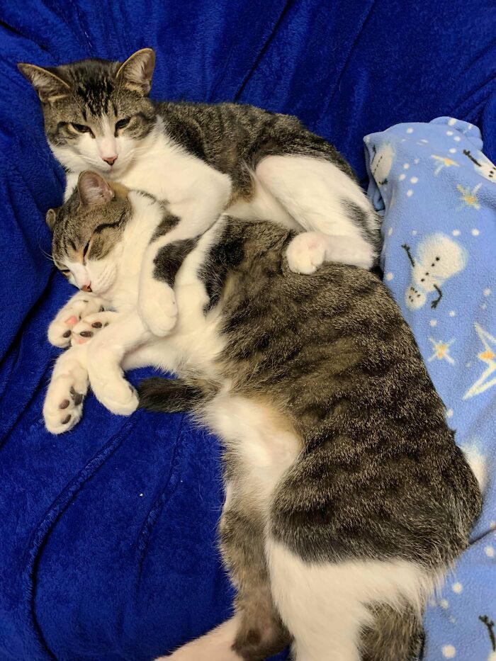 Newly Adopted Brothers, Settling In Well!