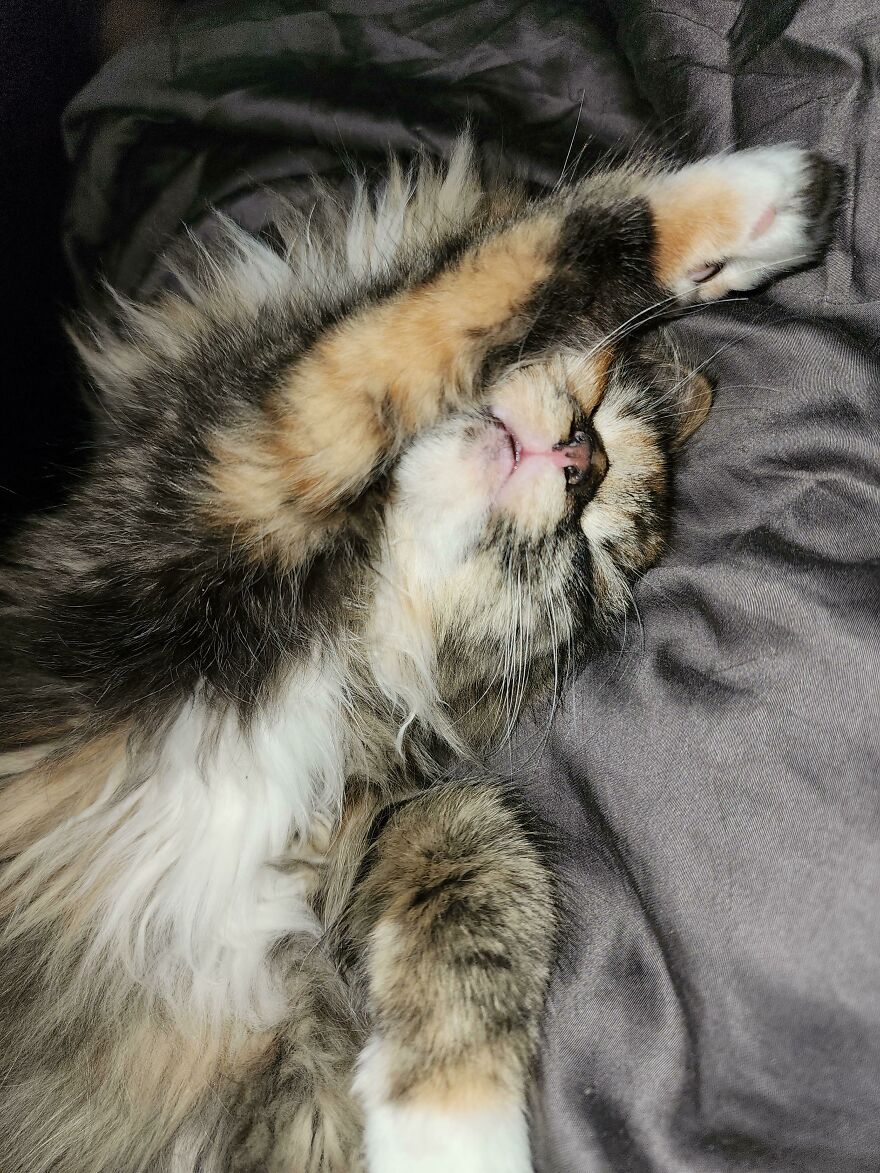 13 Weeks Old, Just Adopted Her And She Already Looks Comfy 13 Weeks Old, Just Adopted Her And She Already Looks Comfy