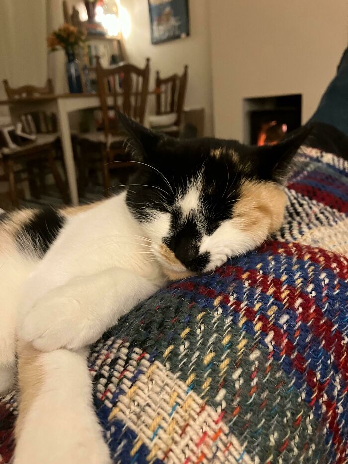 Callie, A Beautiful 1yo Calico We Adopted On Saturday, Already Right At Home