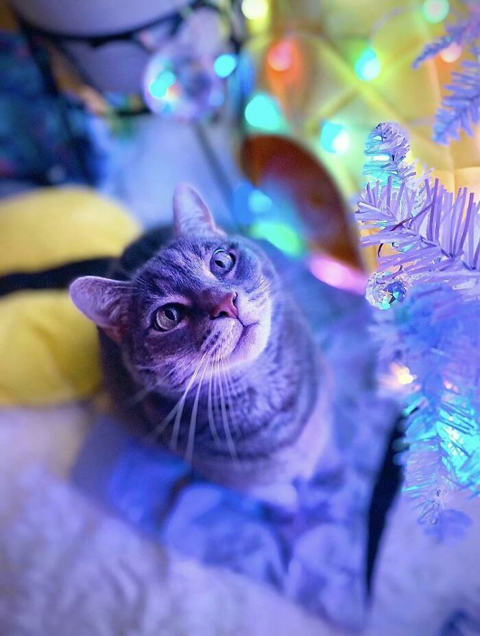 My Sister’s Cat Taking In The Majesty Of Christmas