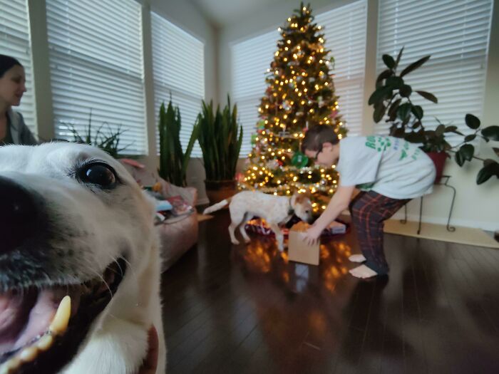 Every Christmas She Perfectly Photobombs At Least One Picture. Zoe Will Be 16 In 3 Weeks