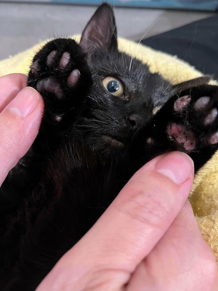 Meet Anubis, The Rescued Stray From Behind Our Funeral Home