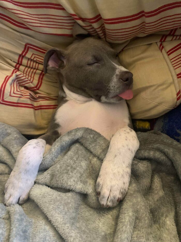 Mi nuevo rescate, Loki